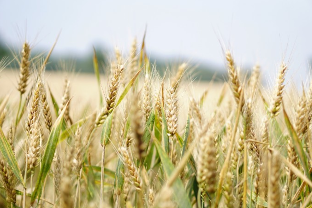 Abiotic Stresses in Wheat
